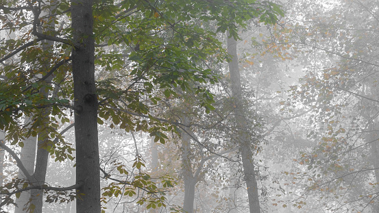 Leaves turning from green to yellow in foggy, misty forest in early Autumn