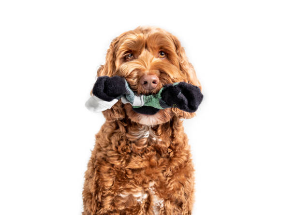 Labradoodle dog with sock in mouth, while looking at camera. Partial front view of cute fluffy female dog. Concept for why dogs eat, chew or steal socks. Selective focus on snout. Isolated on white. labradoodle stock pictures, royalty-free photos & images