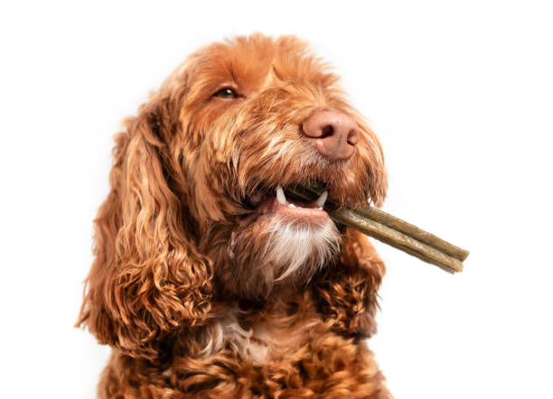 Dog with dental chew bone in mouth. Happy  Labradoodle dog with long stick to the side, like a cigarette. White teeth and fangs visible. Concept for dental health treats for dogs. Selective focus. labradoodle stock pictures, royalty-free photos & images