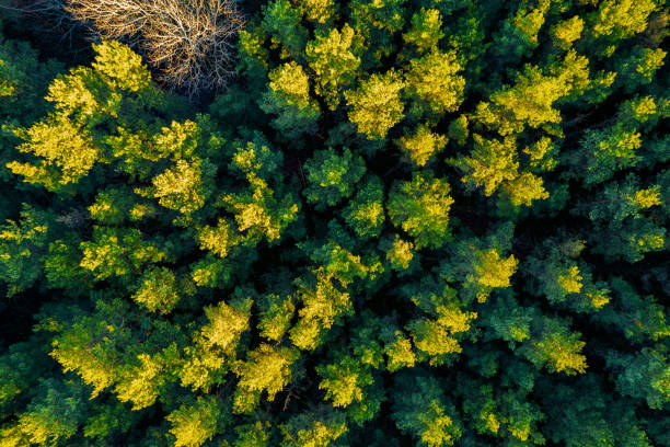 istock Directly above full frame shot of forest in autumn 1356428062
