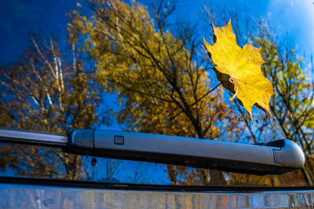 autumn leaf - close up photo