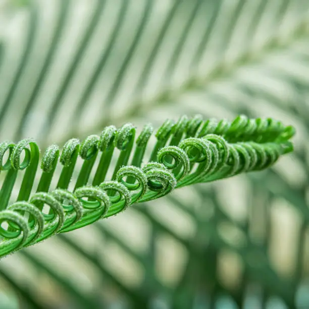 Close-up of green leaf of Cycas, sago palm tree in spring,water drops