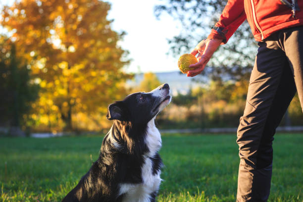 proprietario di un animale domestico che gioca con il suo border collie all'aperto - corso di addestramento foto e immagini stock