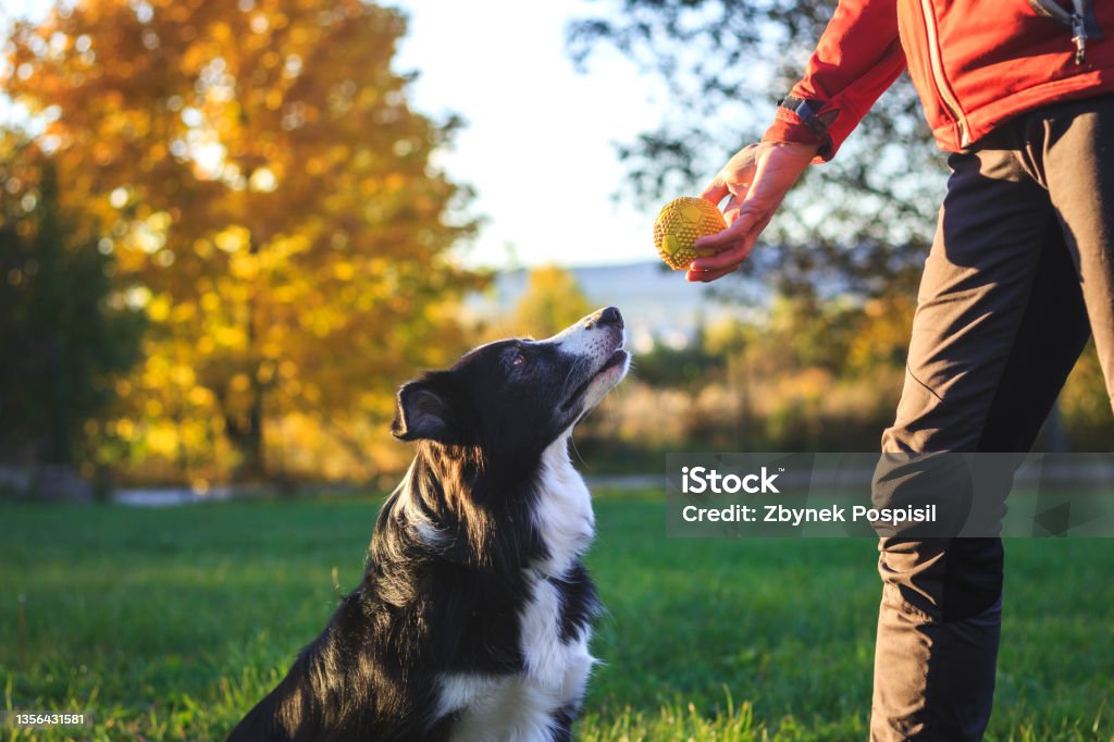 Pet owner playing with her border collie outdoors Animal trainer playing with dog outdoors. Woman prepares to throw ball to her border collie in park Off-leash Dog Park Stock Photo