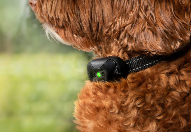 Labradoodle dog with bark collar active. Close up. Cute large female adult dog sitting by the window while wearing remote training collar to reduce or stop barking at outside action. Selective focus. barking animal sound stock pictures, royalty-free photos & images