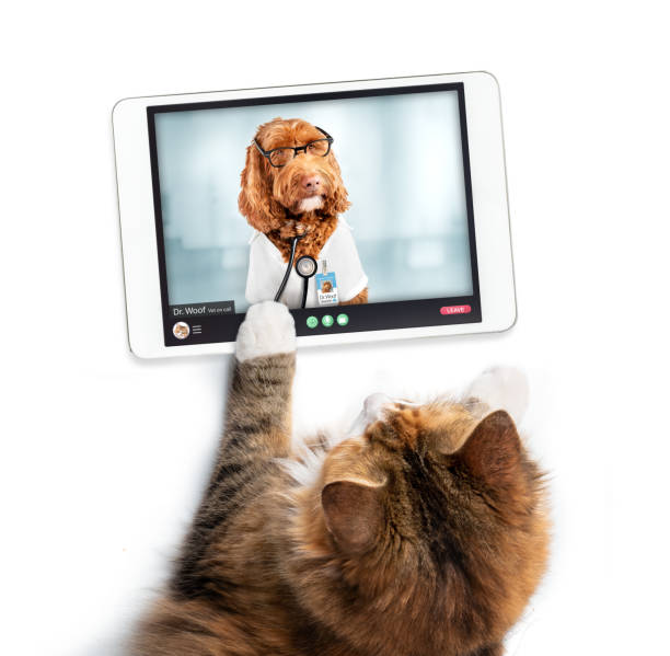Cat making online video call with doctor.