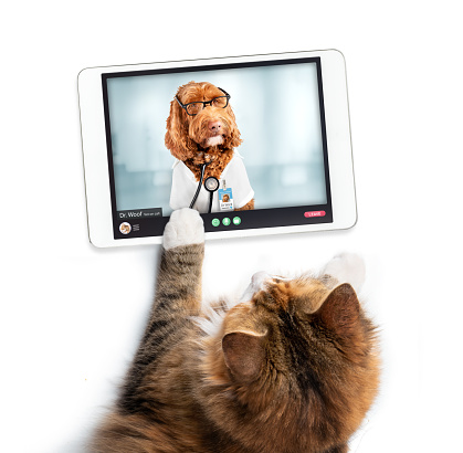 Close up of pet patient in video consultation with dr. woof, a Labradoodle and the veterinarian on call. Sick animal online consultation with digital tablet.