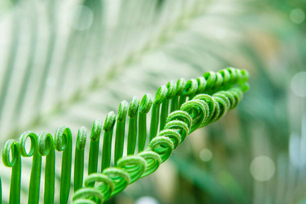 part of young palm leaf on natural background - fern spiral frond green imagens e fotografias de stock