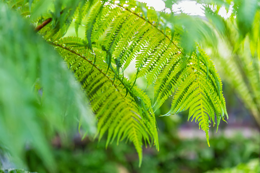 Tropical fern foliage close-up, lush green foliage. Abstract natural pattern, exotic botanical background