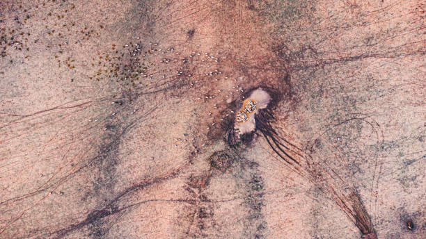 istock Overhead aerial view of sheep feeding 1356434135
