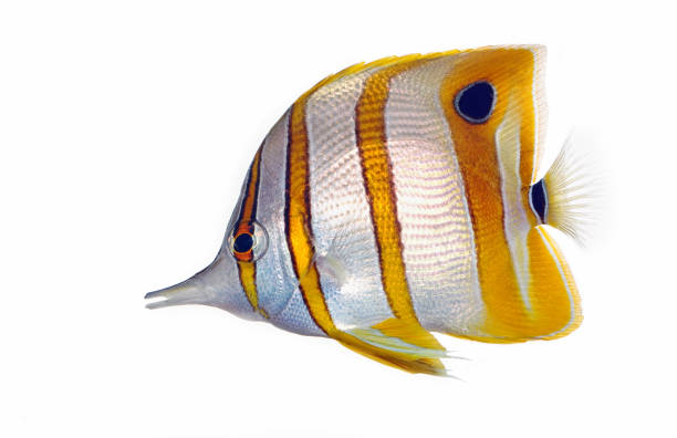 copperbanded butterfly fish (chelmon rostratus) - 蝴蝶魚 個照片及圖片檔