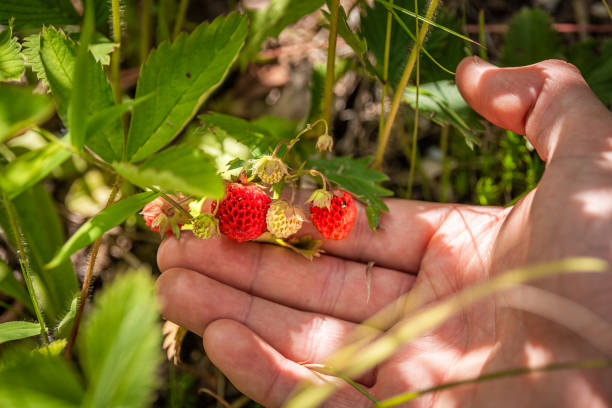 männliche hand nahaufnahme mit roten wilden alpenerdbeeren beeren reifen reifend hängend an reben, die früchte in den blue ridge mountains von north carolina pflücken - strawberry vine stock-fotos und bilder