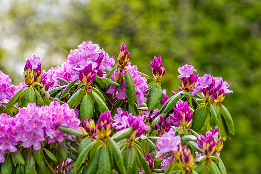 Closeup of wild pink bright vivid colorful rhododendron flowers with green foliage leaves on bush tree in garden park in Sugar Mountain at Blue Ridge Mountains in North Carolina