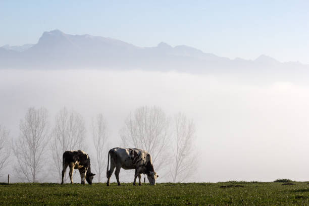 istock Typical prevailing and persistent fog in later fall and early winter season 1356437394