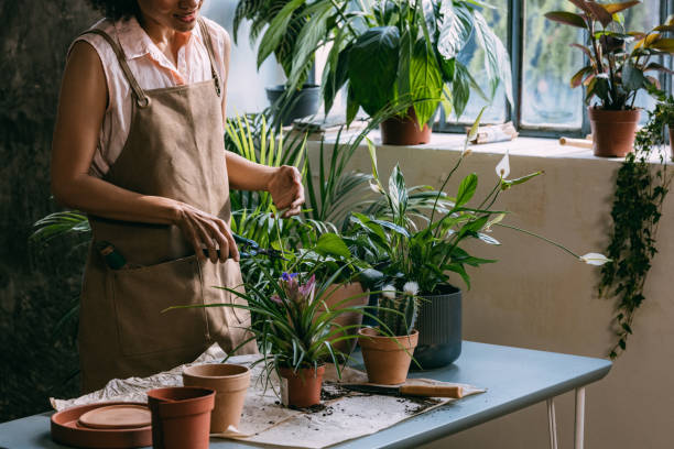 istock An Anonymous Woman Gardener Trimming Plant in her Workshop 1356437571