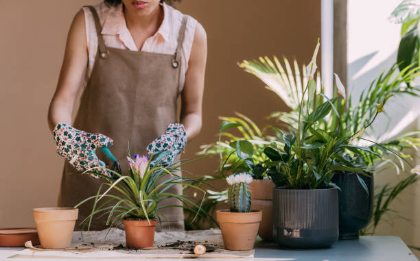 istock An Anonymous Woman Gardener Trimming Plant in her Workshop 1356437699