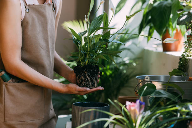 istock An Anonymous Woman Gardener Planting Flowers in her Workshop 1356438111
