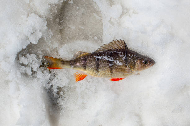 istock Bass lying on snow closeup of carnivorous fish 1356438667