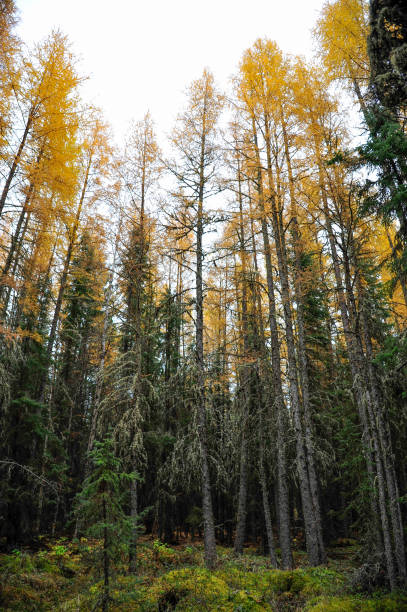 Fall colors of Tamarack Larch tree reach the grey sky