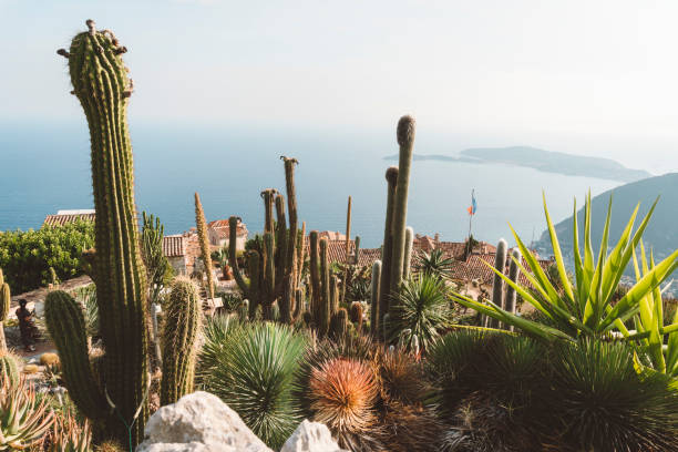 istock Exotic garden in Eze, France 1356439003