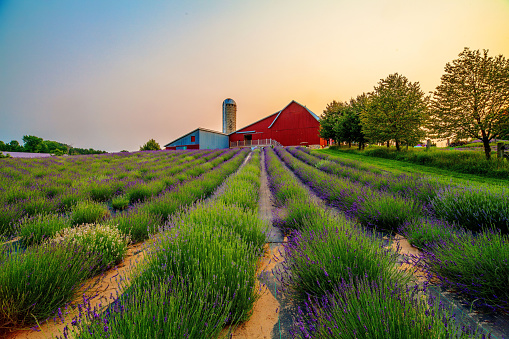 The beautiful Lavender Hill Farm located in Horton Bay Michigan, just outside of Charlevoix Michigan