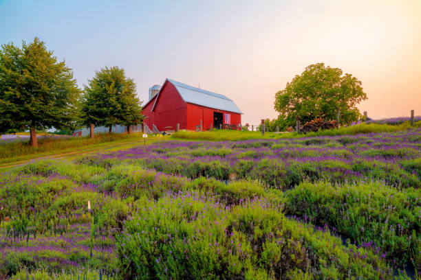 Lavender Hill Farm The beautiful Lavender Hill Farm located in Horton Bay Michigan, just outside of Charlevoix Michigan michigan farmland stock pictures, royalty-free photos & images