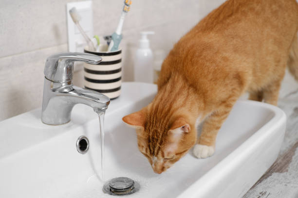 istock Cat quietly drinking water from the bathroom sink 1356443329