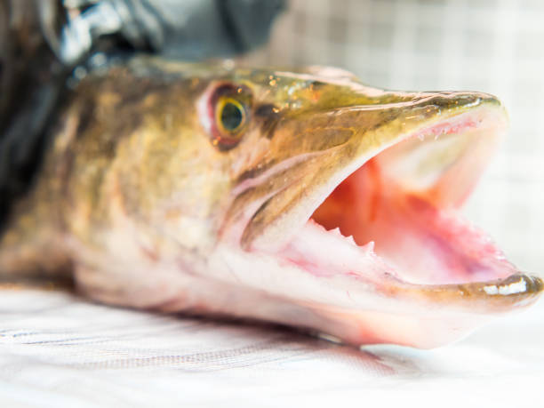 istock girl cook cuts pike on the kitchen table 1356444973