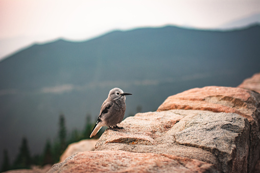 A curious bird at Rock Mountain National Park