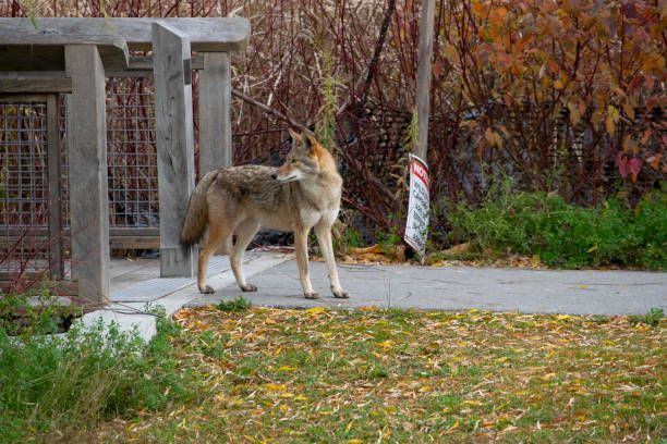 istock Coyote (Canis Latrans) in urban area 1356446153