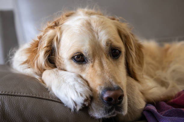 istock Pet Golden Retriever 1356447389