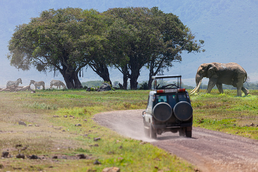 A jeep driving on a dirt road in the Serengeti savanna, a lonely elephant and zebras is standing in the background.