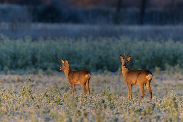 Two male roe deers Two male roe deers (Capreolus capreolus) standing in an agricultural field covered with hoarfrost in the first morning sunlight. roe deer frost stock pictures, royalty-free photos & images