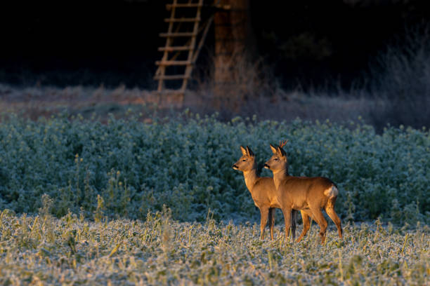 Roebuck and doe Female and male roe deer (Capreolus capreolus) standing in an agricultural field covered with hoarfrost in the first morning sunlight. roe deer frost stock pictures, royalty-free photos & images