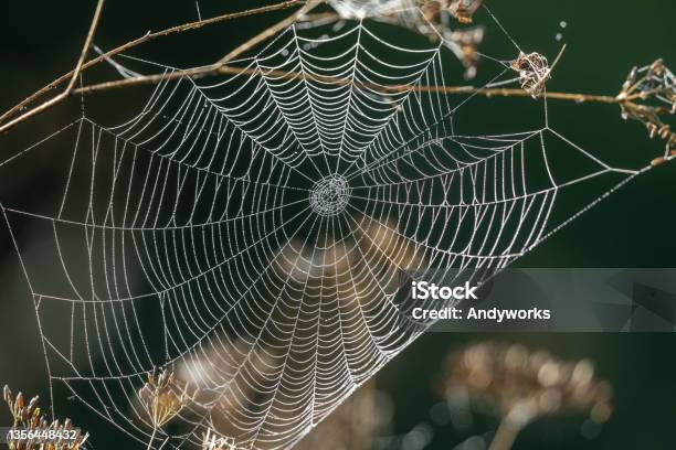 Spider Web Stock Photo - Download Image Now - Spider Web, Spider, Silk