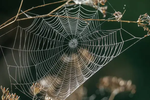 Photo of Spider web