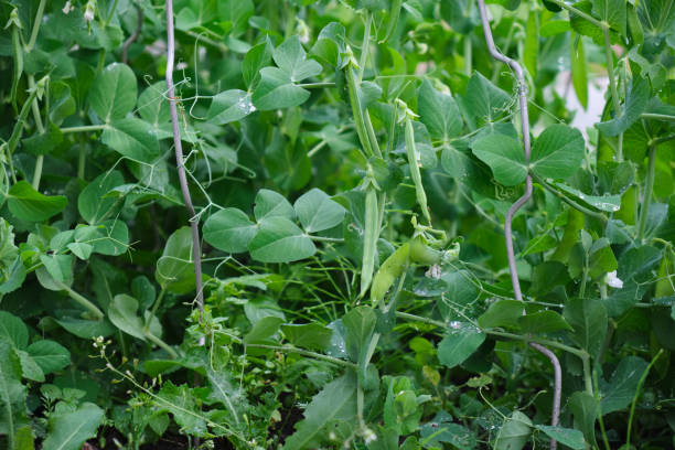 istock peas growing on the garden bed selective focus 1356449720
