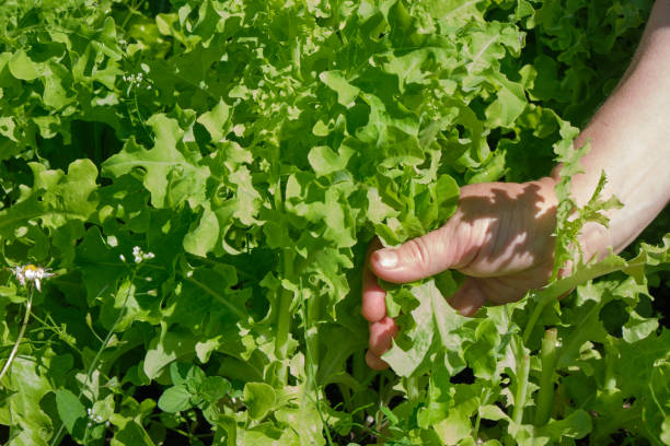 istock Hands picking lettuce, plant in vegetable garden 1356449750