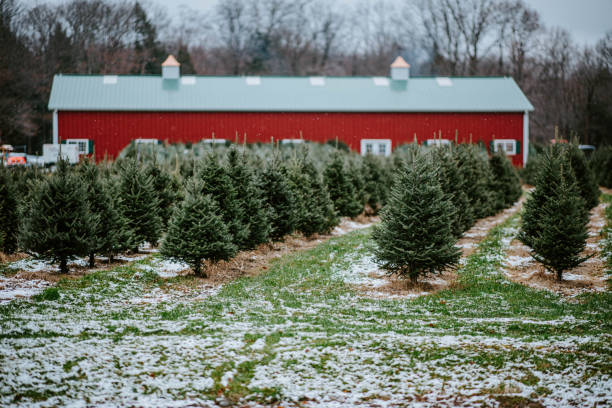 Christmas in Upstate christmas photos in upstate ny red barn house stock pictures, royalty-free photos & images