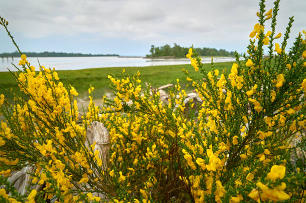 Scotch Broom and Driftwood Fraser River