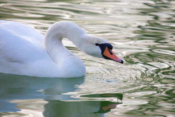 istock floating graceful white swan on the pond. Feathered animals birds 1356454277