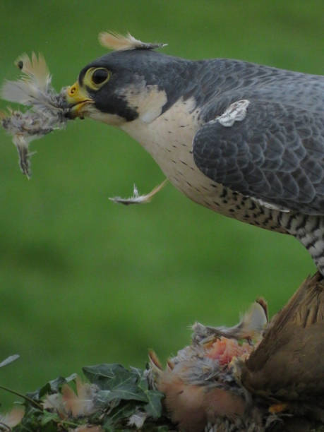 istock Peregrine Falcon 1356455216