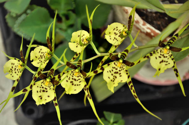 The beautiful and exotic flowers of the orchid Brassia Rex in the vase in the backyard