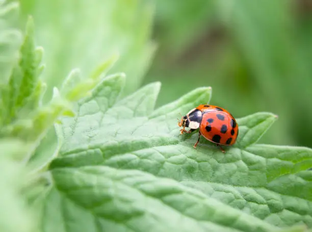 Photo of Ladybug on a catmint leave, close up.