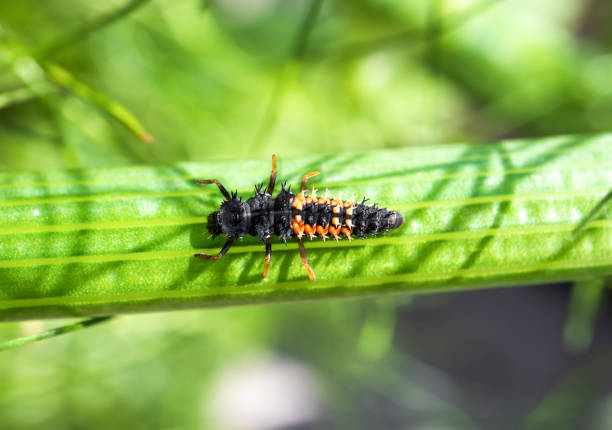 ladybug larvae or nymph on stem of a fennel plant. - metamorphism imagens e fotografias de stock