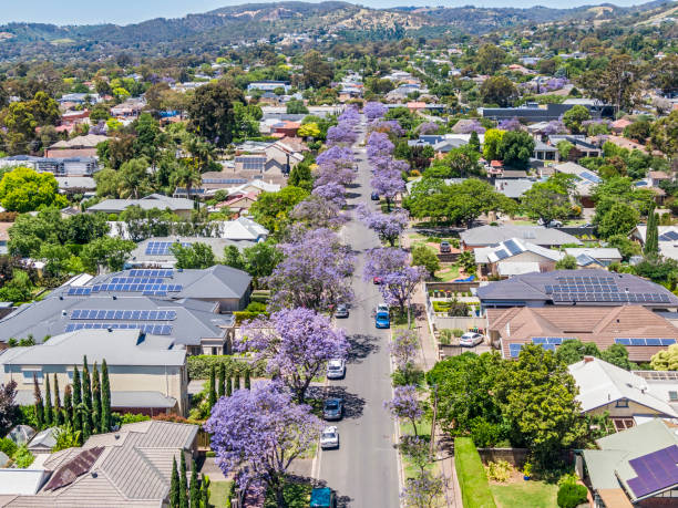Aerial view of purple Jacaranda Street Trees blooming in Adelaide's Eastern Suburbs Aerial view of purple Jacaranda street trees blooming along both sides of a street in Adelaide's Eastern Suburbs. Adelaide Hills/Mt Lofty Ranges in background south australia photos stock pictures, royalty-free photos & images