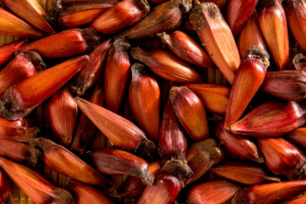 Pine nut texture background Top view. Pine nut texture background Top view. pinion stock pictures, royalty-free photos & images