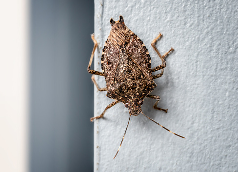 Brown marmorated stink bug, indoors