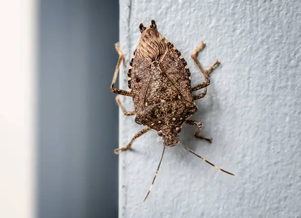 BMSB on wall, upside down. Found in Vancouver, BC, Canada. It's considered an invasive species, or a pest of foreign origin in North America. Selective focus.