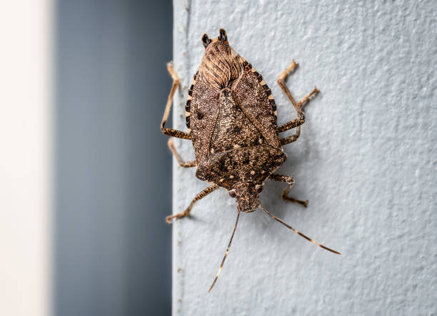 brown marmorated stink bug, indoors - close up touching animal antenna imagens e fotografias de stock